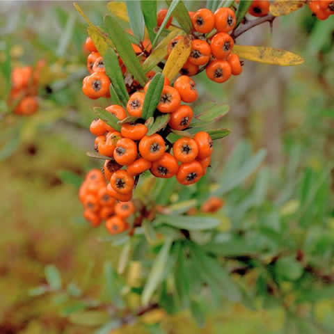 PYRACANTHA ANGUSTIFOLIA - Espino de fuego naranja