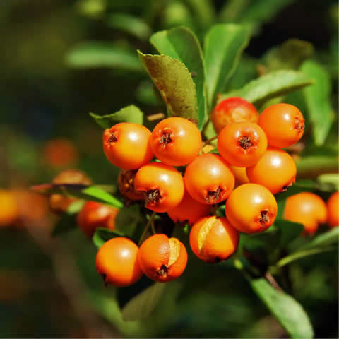 PYRACANTHA COCCINEA - Espino de fuego