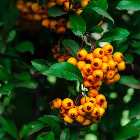 PYRACANTHA COCCINEA - Espino de fuego
