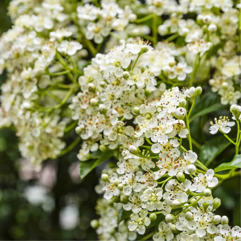 PYRACANTHA COCCINEA - Espino de fuego