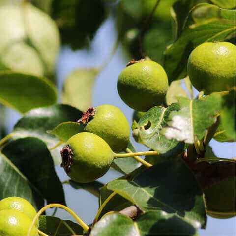 PYRUS COMMUNIS - Common Pear Tree