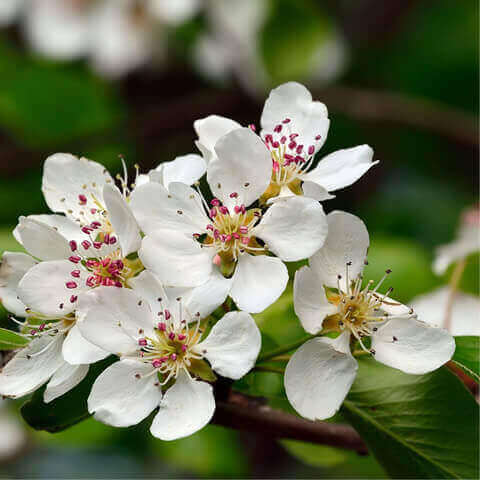 PYRUS COMMUNIS - Common Pear Tree