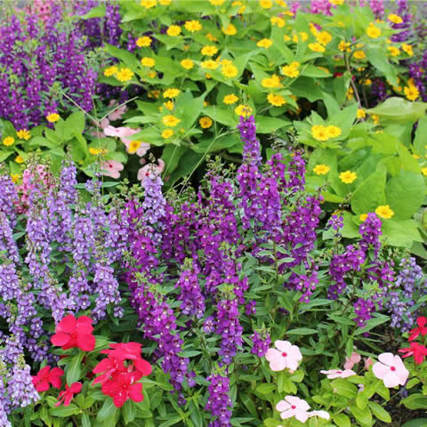 PARTERRE JAPONAIS - Mlange fleuri