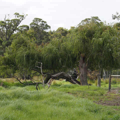 PELTOPHORUM AFRICANUM - Weeping Wattle