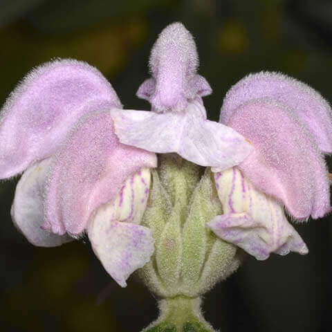PHLOMIS PURPUREA