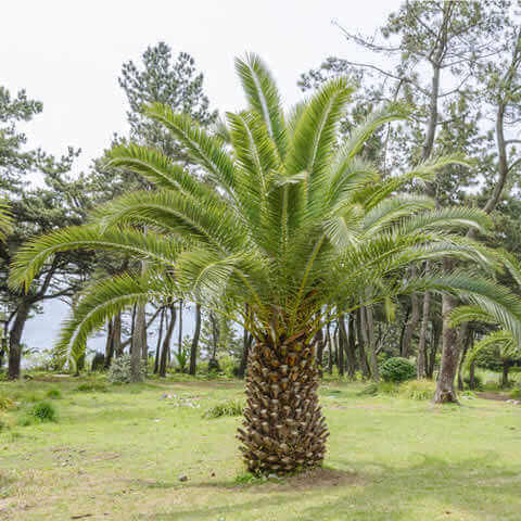 PHOENIX CANARIENSIS