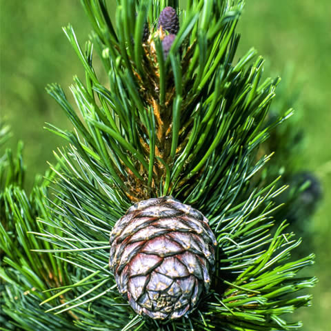 PINUS CEMBRA - Arolla Pine