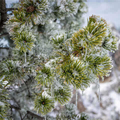 PINUS CEMBRA