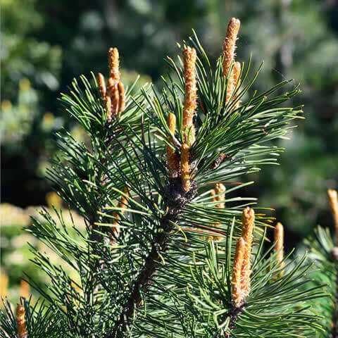 PINUS MUGO subsp. MUGO - Pino de montaa