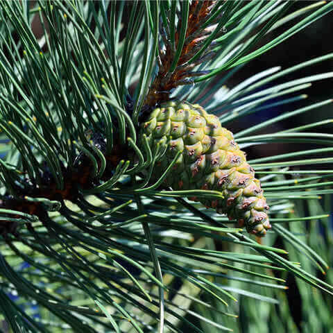 PINUS MUGO subsp. MUGO - Pino de montaa