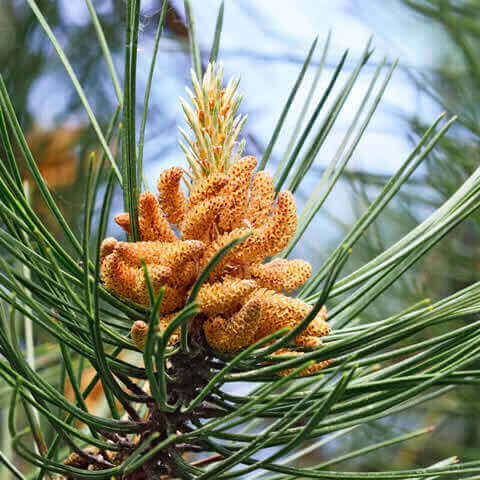 PINUS MUGO subsp. MUGO
