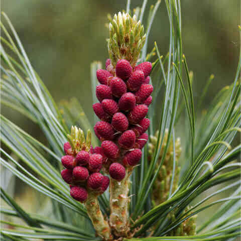 PINUS PUMILA