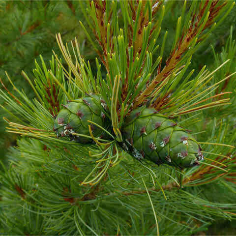 PINUS PUMILA