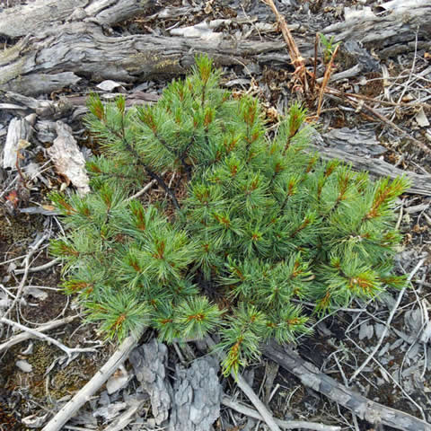 PINUS PUMILA