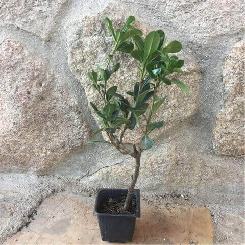 PITTOSPORUM TOBIRA - Godet 7,5cm