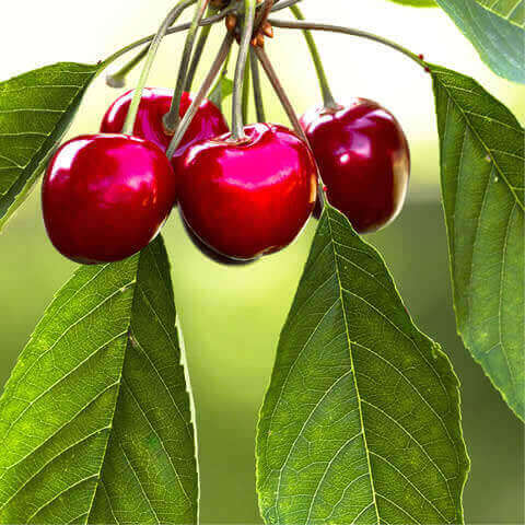 PRUNUS AVIUM - Wild cherry