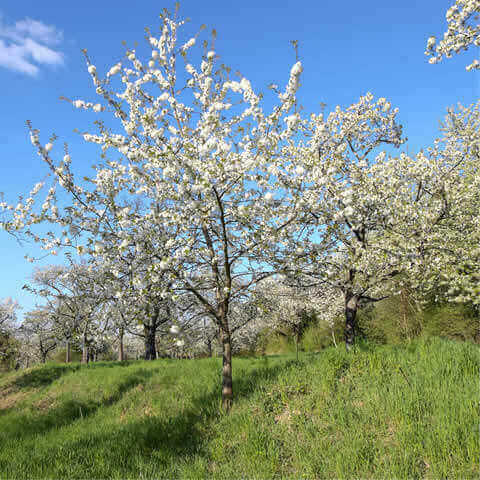 PRUNUS AVIUM - Wild cherry #2