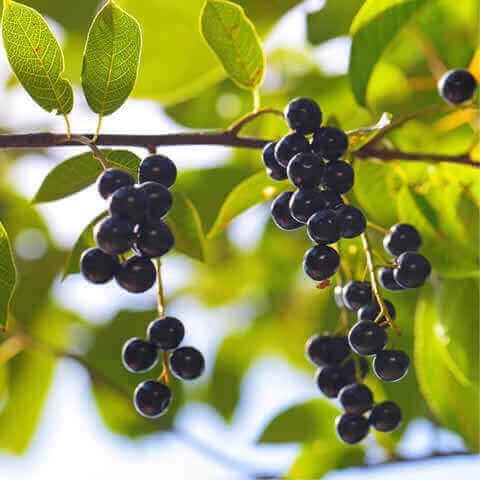 PRUNUS PADUS - Bird Cherry