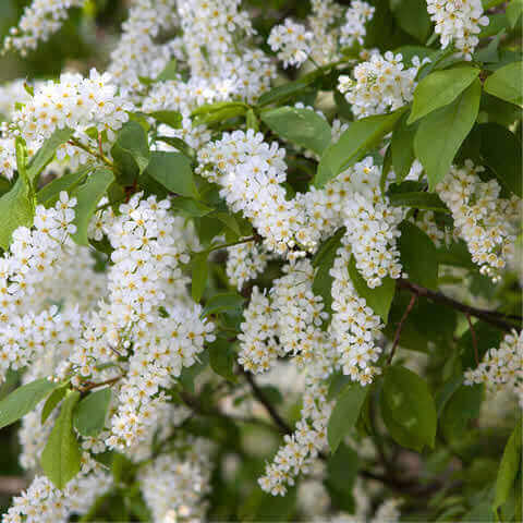 PRUNUS PADUS