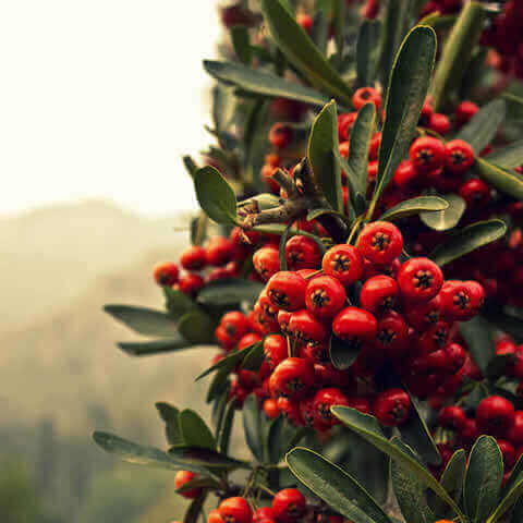 PYRACANTHA x MOHAVE - Espino de fuego