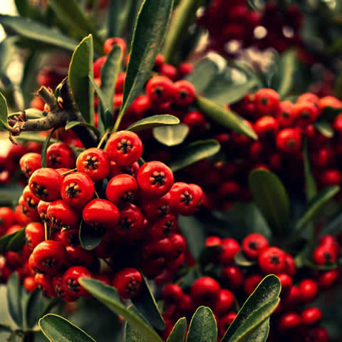PYRACANTHA x MOHAVE - Espino de fuego