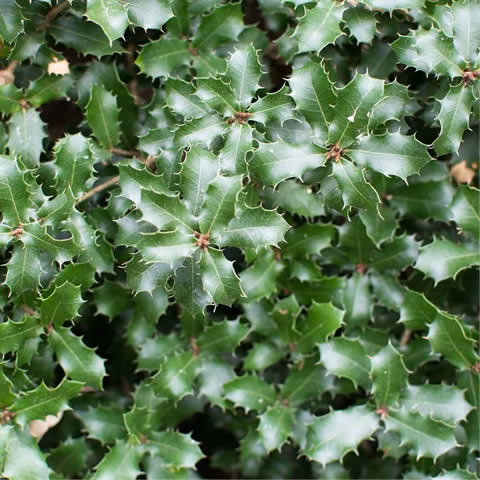 QUERCUS COCCIFERA - Kermes Oak