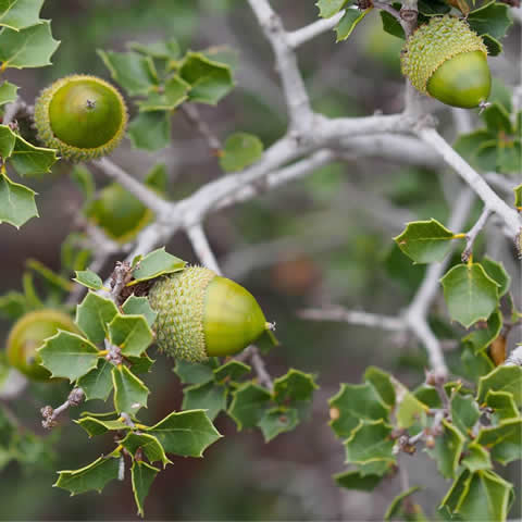 QUERCUS COCCIFERA - Coscoja