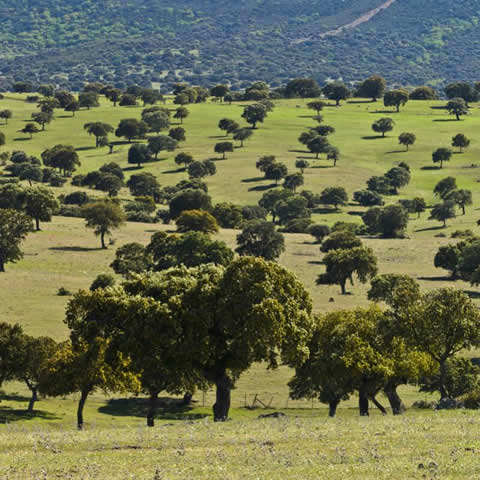 QUERCUS ILEX - Encina