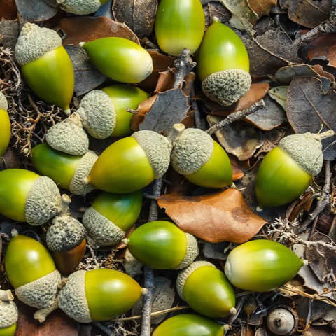 QUERCUS ILEX - Encina