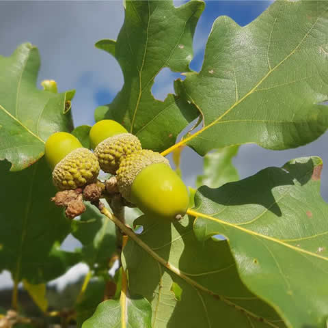 QUERCUS PETRAEA - Roble albar