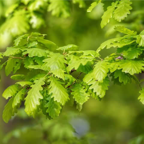 QUERCUS PETRAEA - Sessile Oak