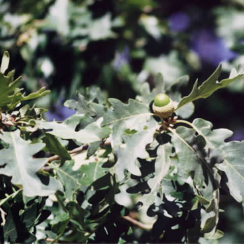 QUERCUS PYRENAICA - Melojo
