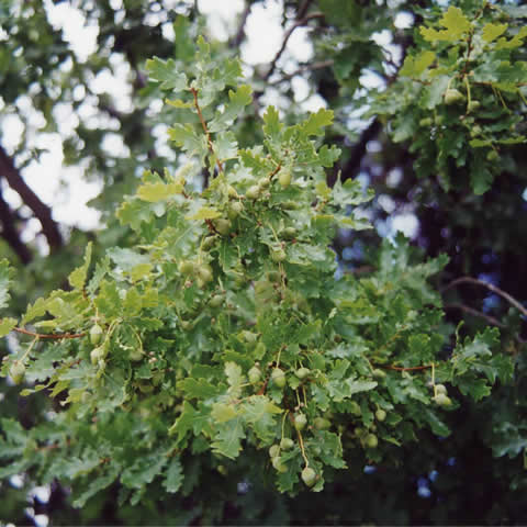 QUERCUS ROBUR - Roble comn