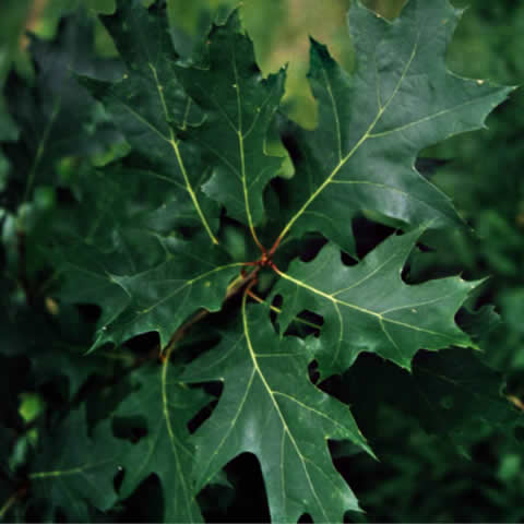 QUERCUS RUBRA - Red Oak