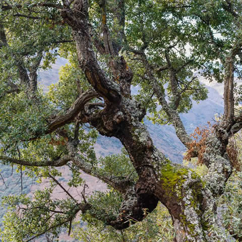 QUERCUS SUBER - Cork Oak