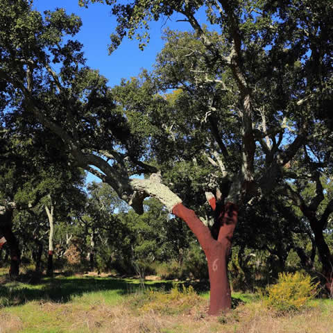 QUERCUS SUBER - Cork Oak