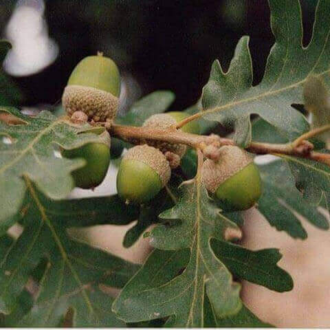 QUERCUS PYRENAICA - Melojo