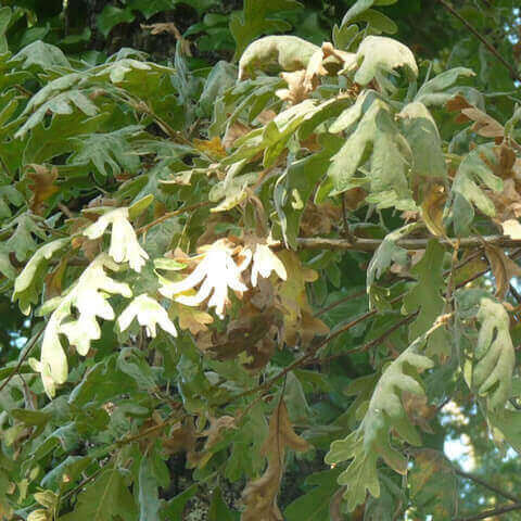 QUERCUS PYRENAICA - Melojo