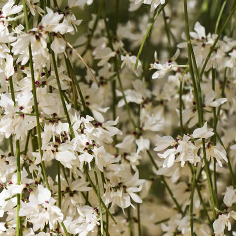 RETAMA MONOSPERMA - Retama Blanca