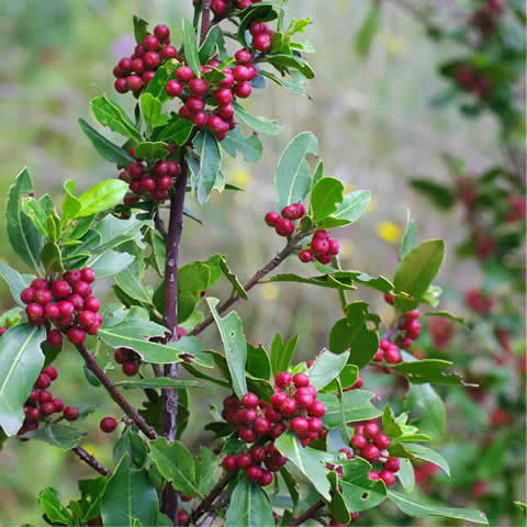 RHAMNUS ALATERNUS - Ladierna