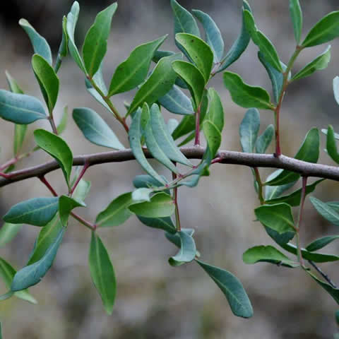 RHAMNUS ALATERNUS - Ladierna