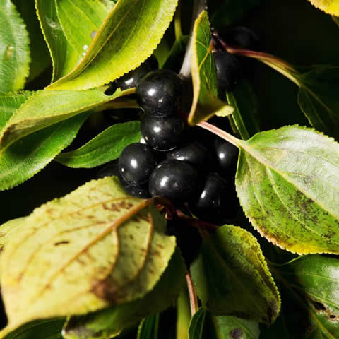 RHAMNUS CATHARTICA - Espino cerval