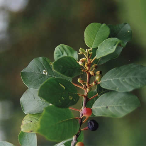 RHAMNUS FRANGULA - Arracln
