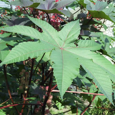 RICINUS COMMUNIS var. ZANZIBARENSIS - Ricin de Zanzibar