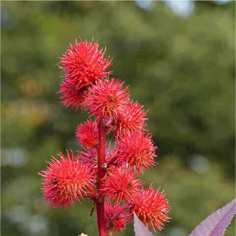 RICINUS COMMUNIS var. ZANZIBARENSIS - Ricin de Zanzibar