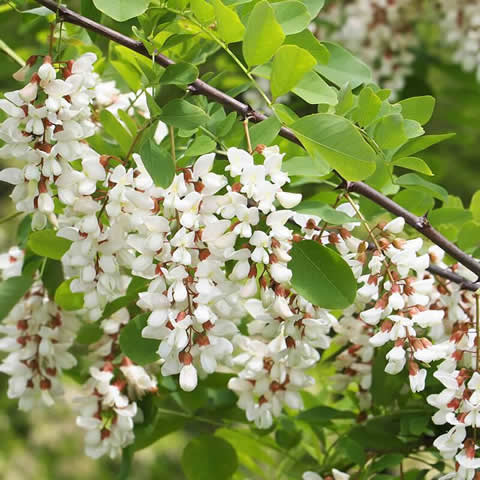 ROBINIA PSEUDOACACIA - Falsa Acacia