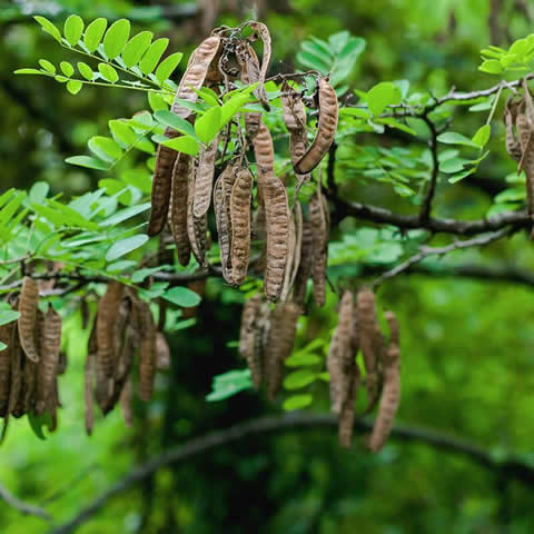 ROBINIA PSEUDOACACIA - Falsa Acacia