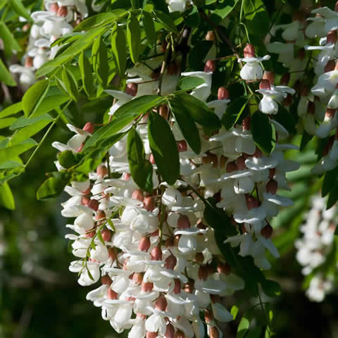 ROBINIA PSEUDOACACIA PUSZTAVACS - Falsa acacia