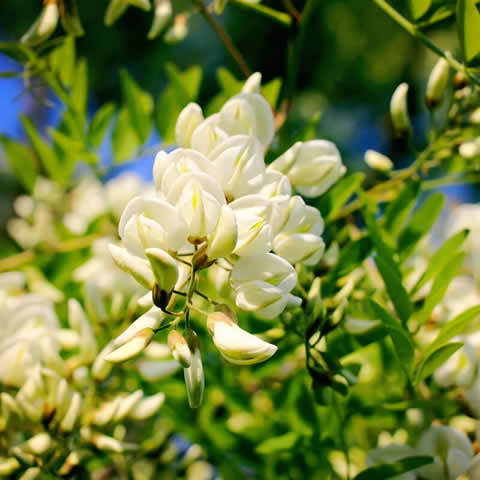 ROBINIA PSEUDOACACIA PUSZTAVACS - Falsa acacia