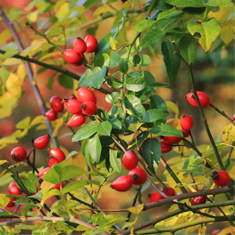 ROSA CANINA - Rosal Silvestre